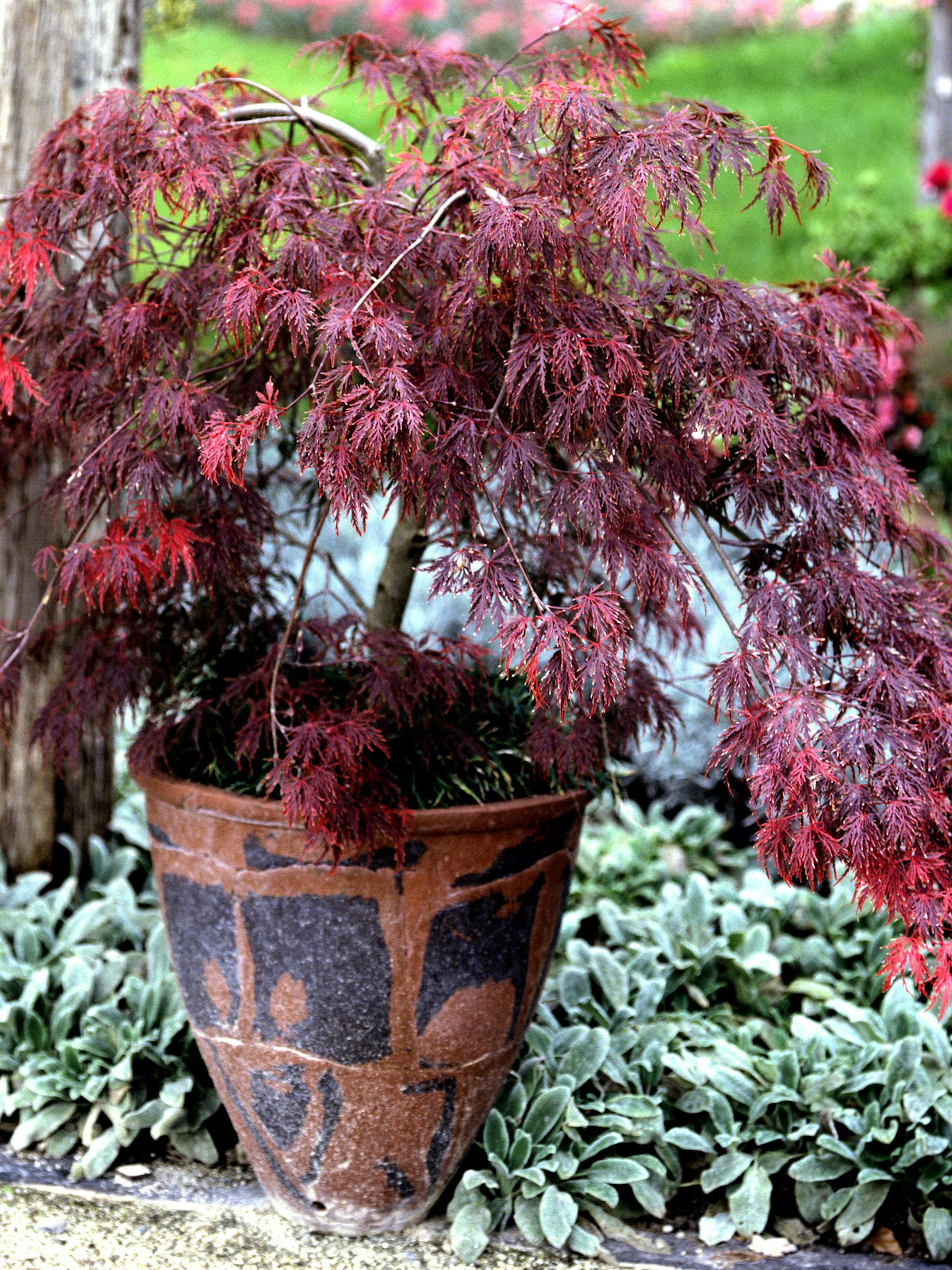 Japanischer Ahorn im Topf
