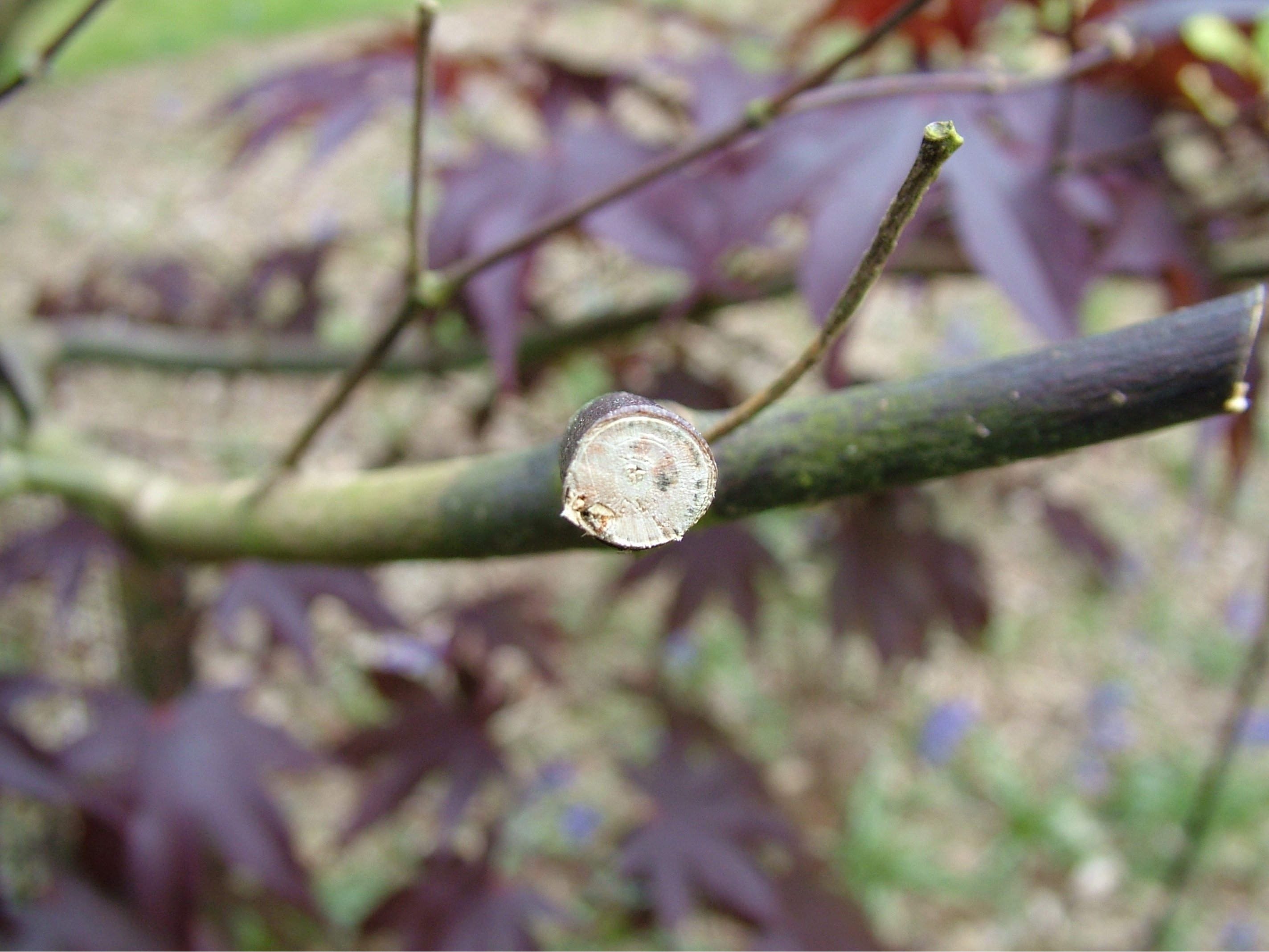 Japanischer Ahorn Eigenschaften im Überblick OBI