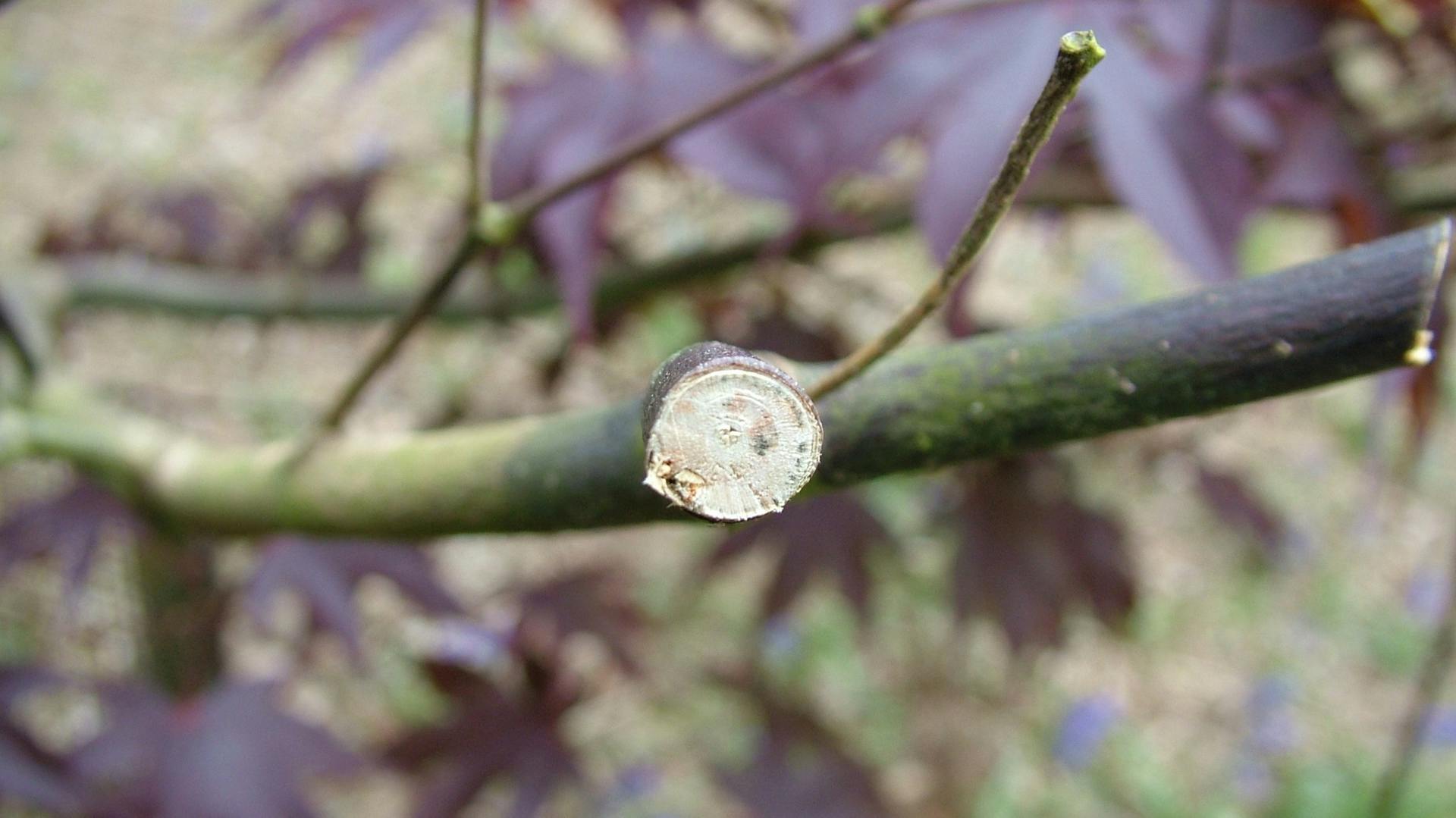 Japanischer Ahorn mit Verticillum-Welke