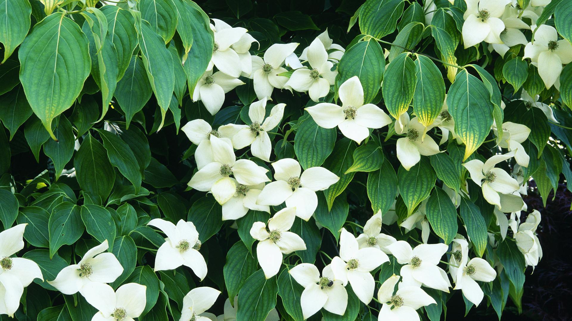 Weiß-blühender Japanischer Blumenhartriegel