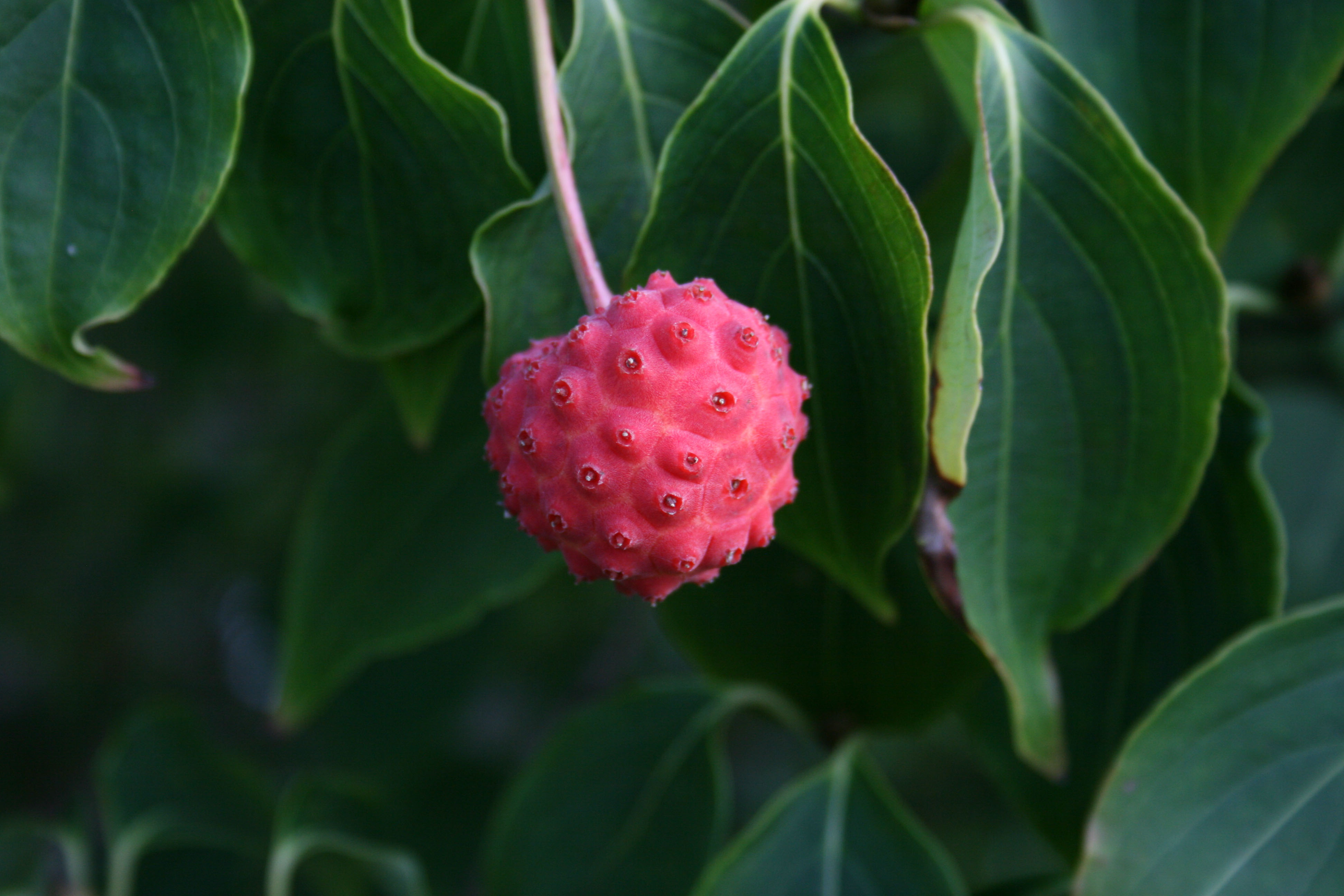 Scheinfrucht am Japanischen Blumenhartriegel