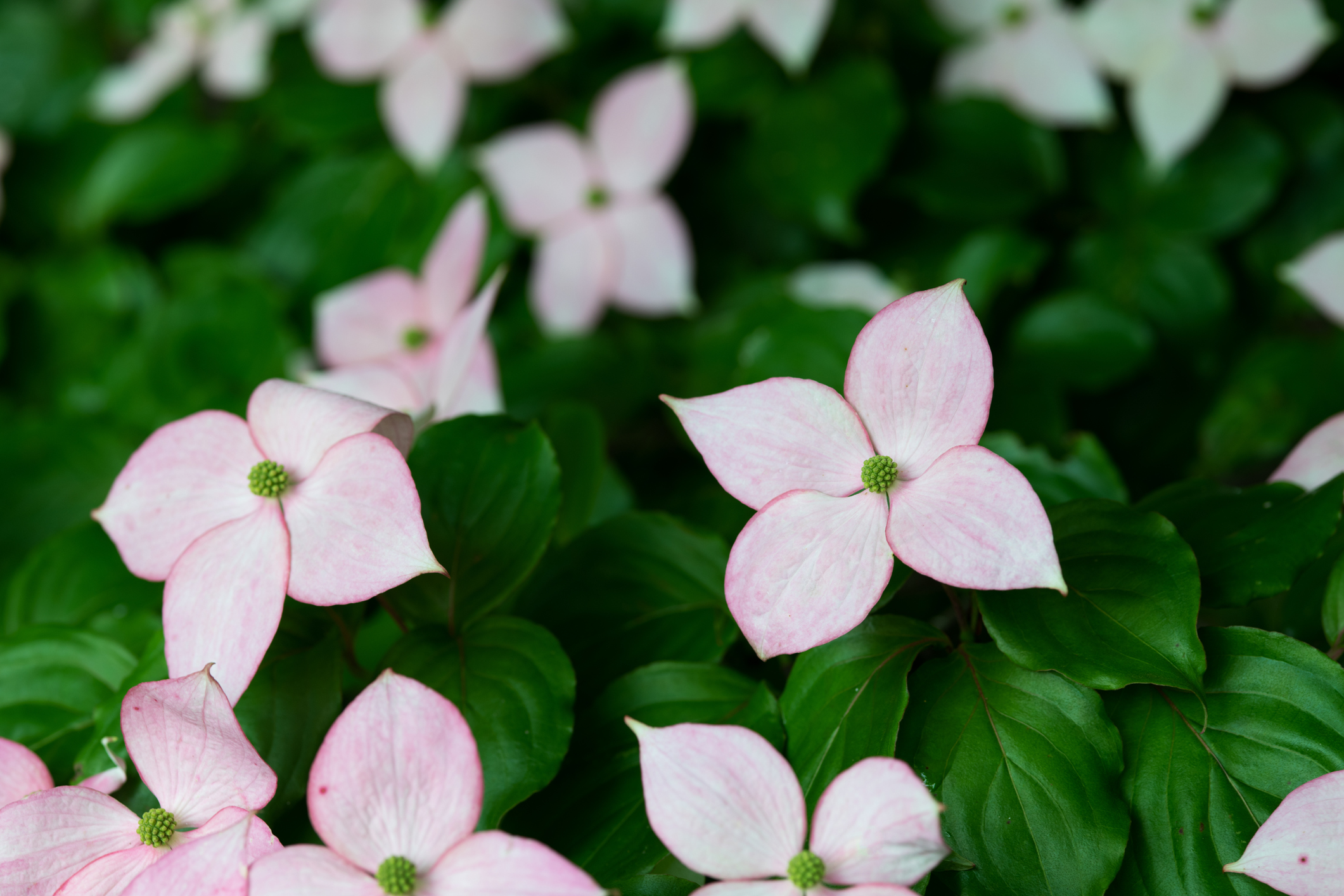 Weiß-blühender Japanischer Blumenhartriegel
