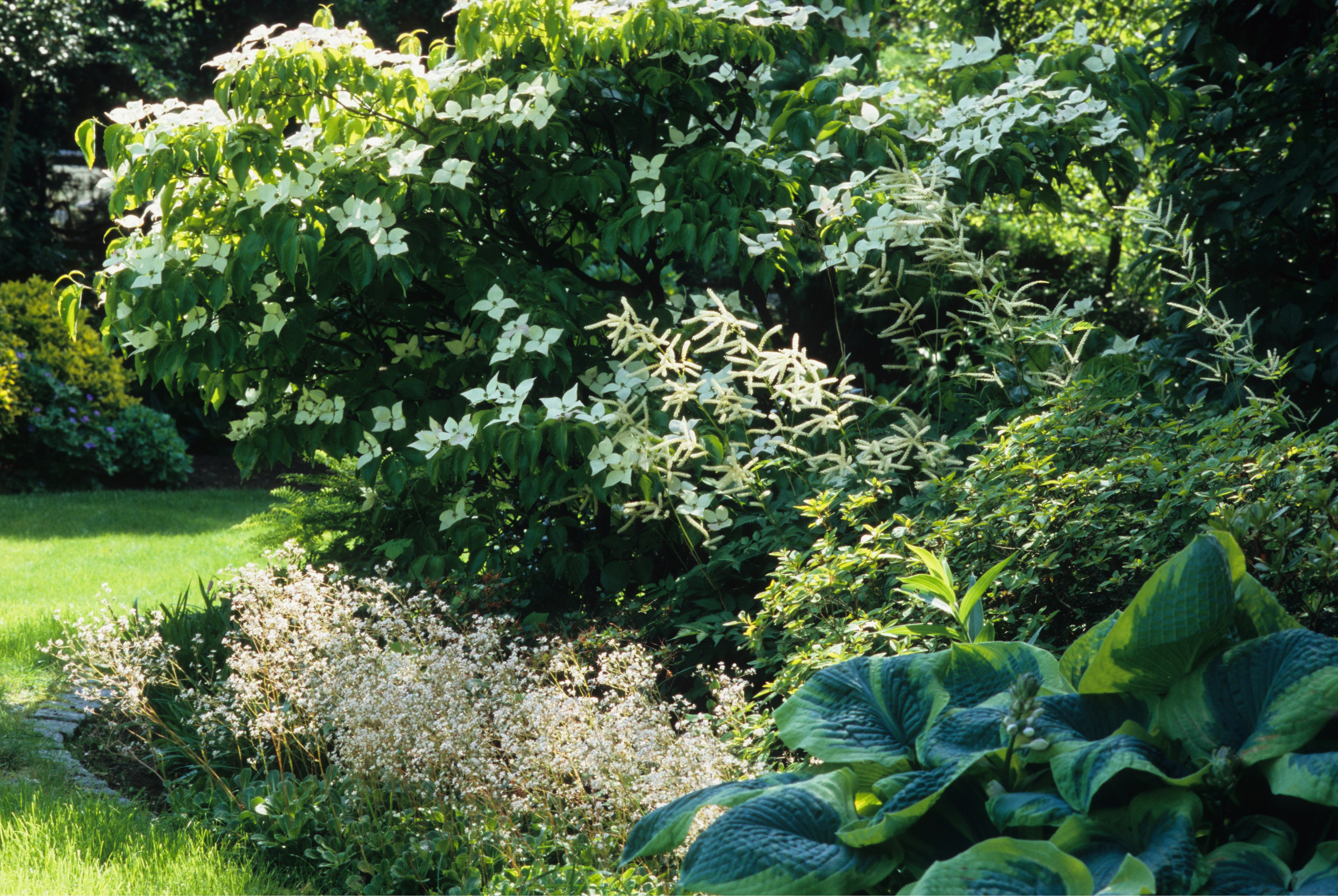 Japanischer Blumenhartriegel im Beet im Garten