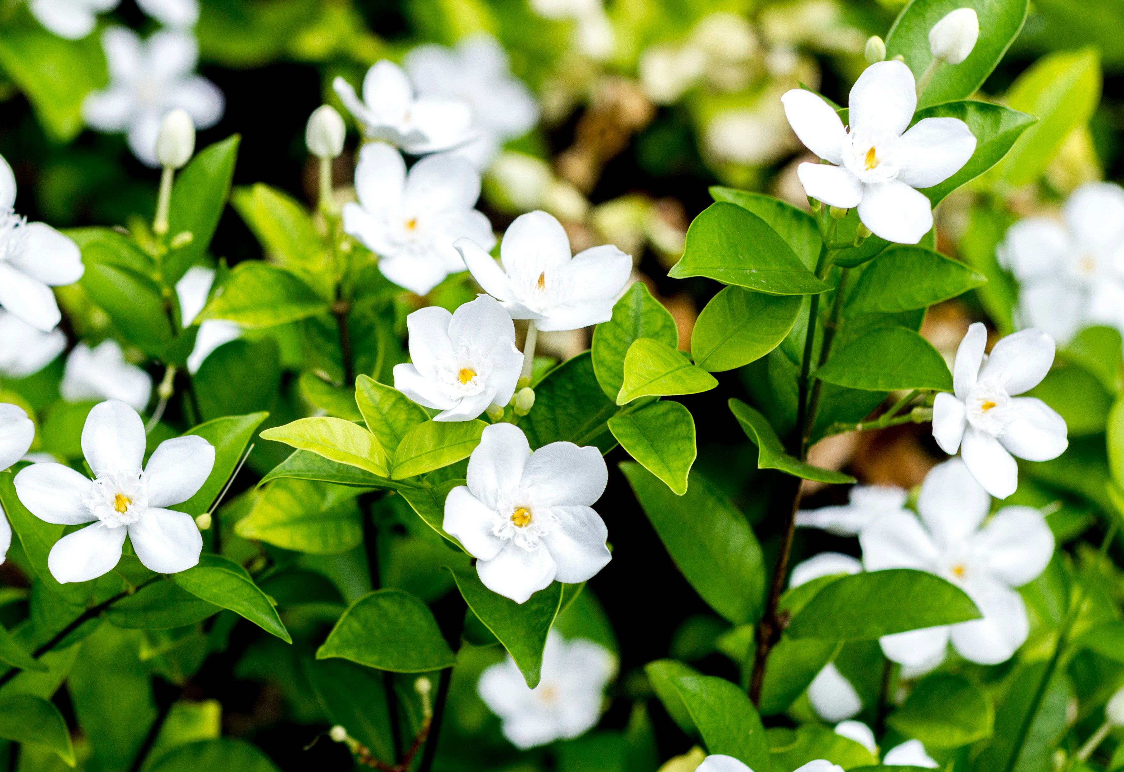 Die Magie der Morgenroutine: So starten Sie voller Energie in den Tag Die Magie der Morgenroutine: So starten Sie voller Energie in den Tag