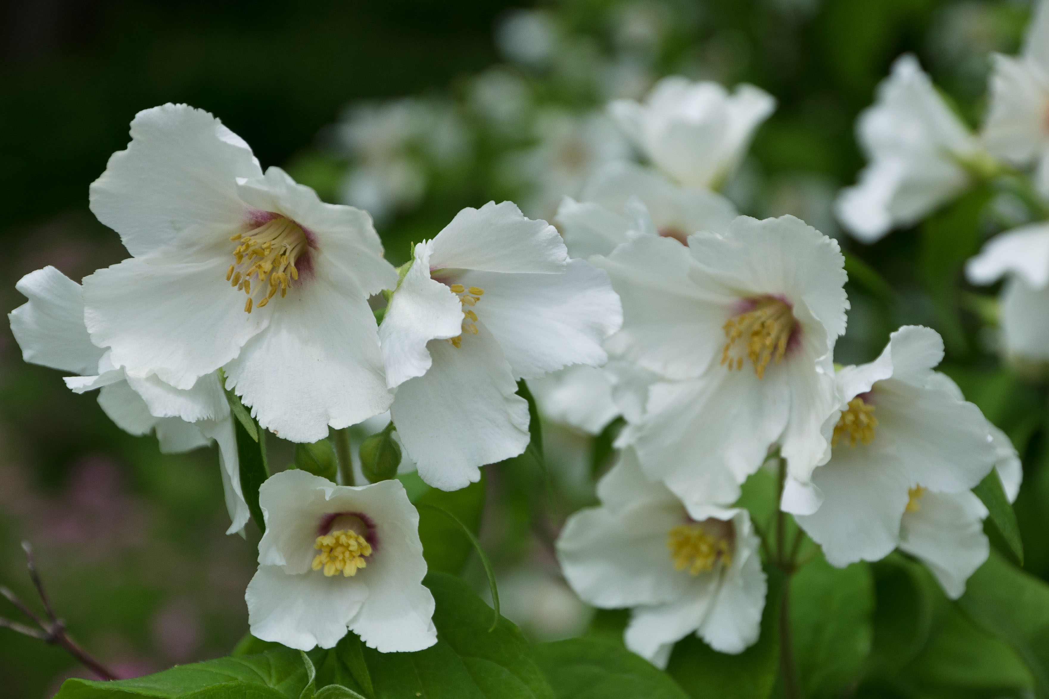 JasminArten Echter Jasmin & seine Namensvetter OBI