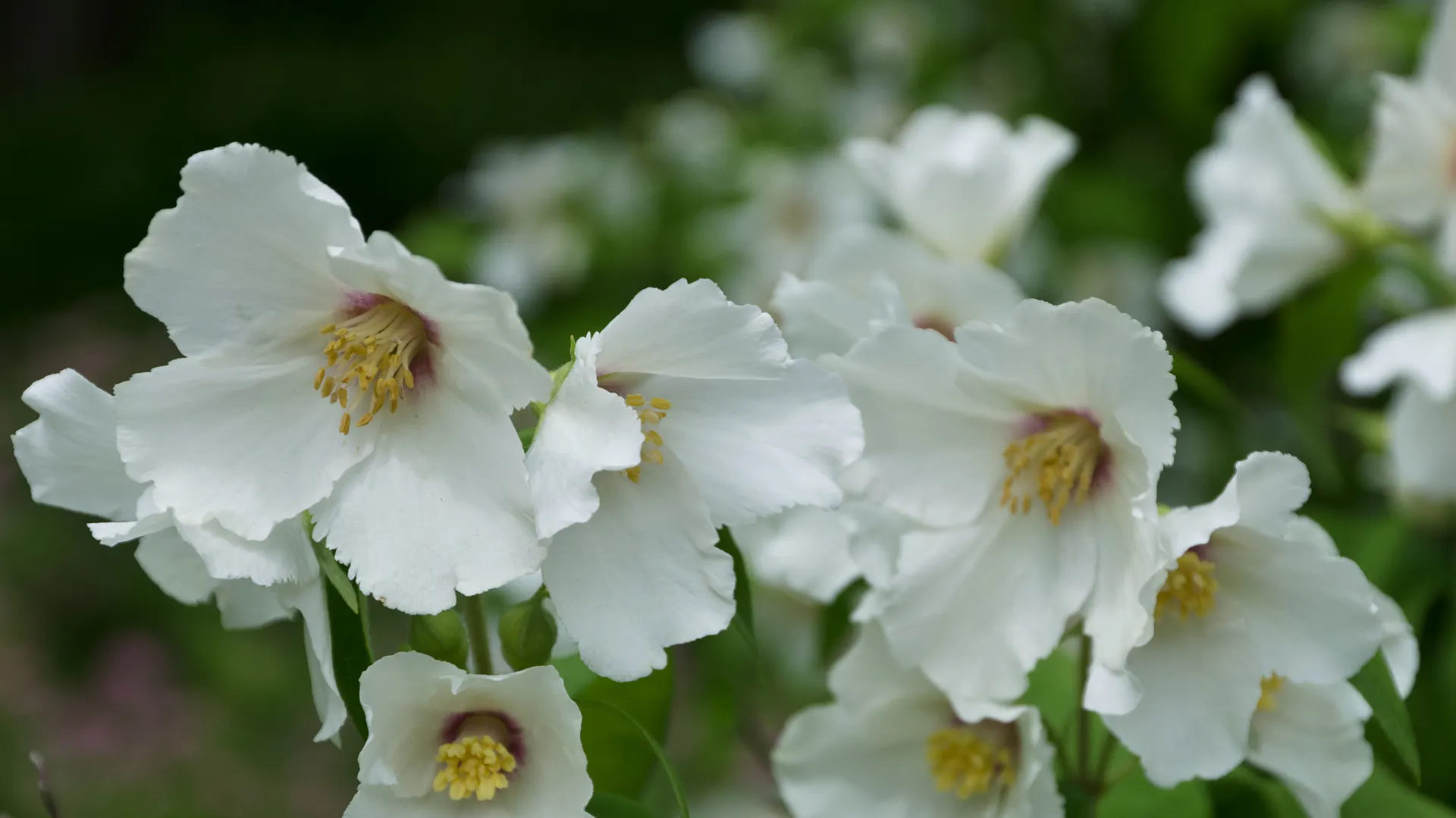 Blühender Duftjasmin
