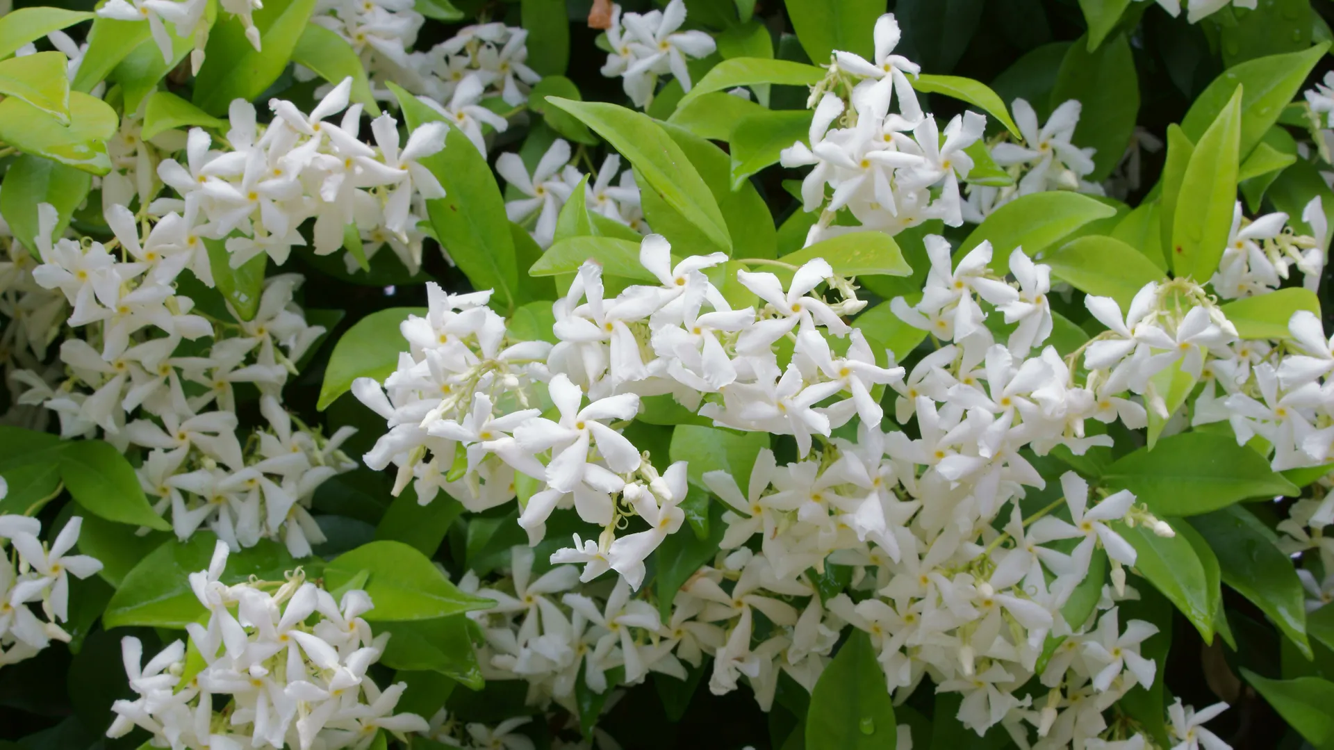 Blühender Sternjasmin