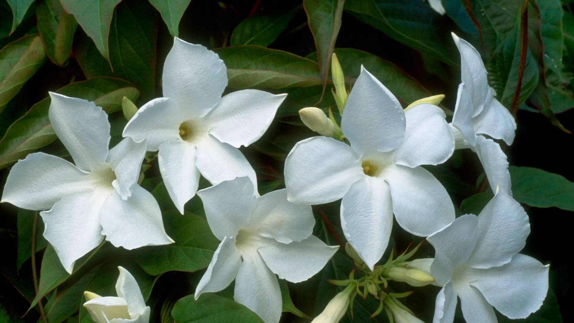 Chilenischer Jasmin