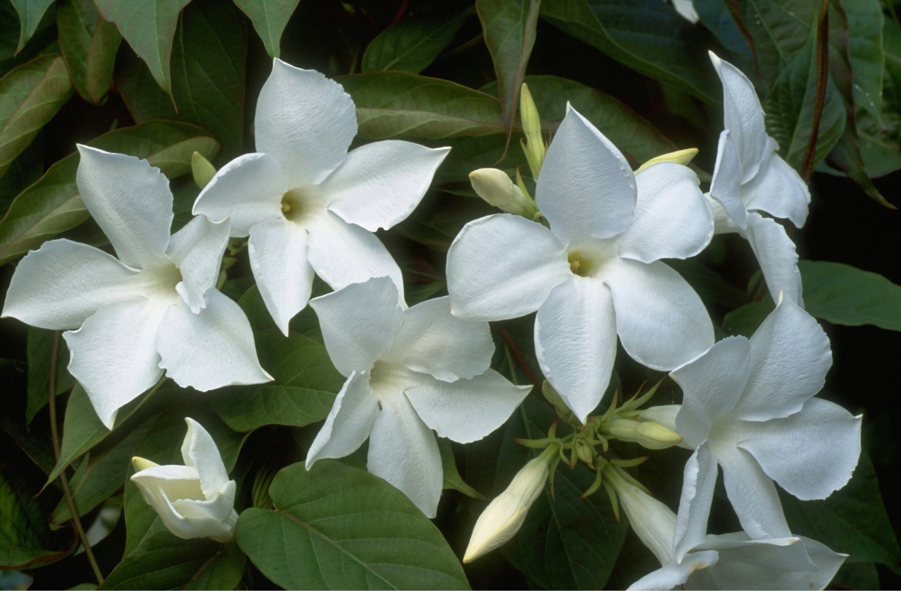 Die Magie der Morgenroutine: So starten Sie voller Energie in den Tag Die Magie der Morgenroutine: So starten Sie voller Energie in den Tag