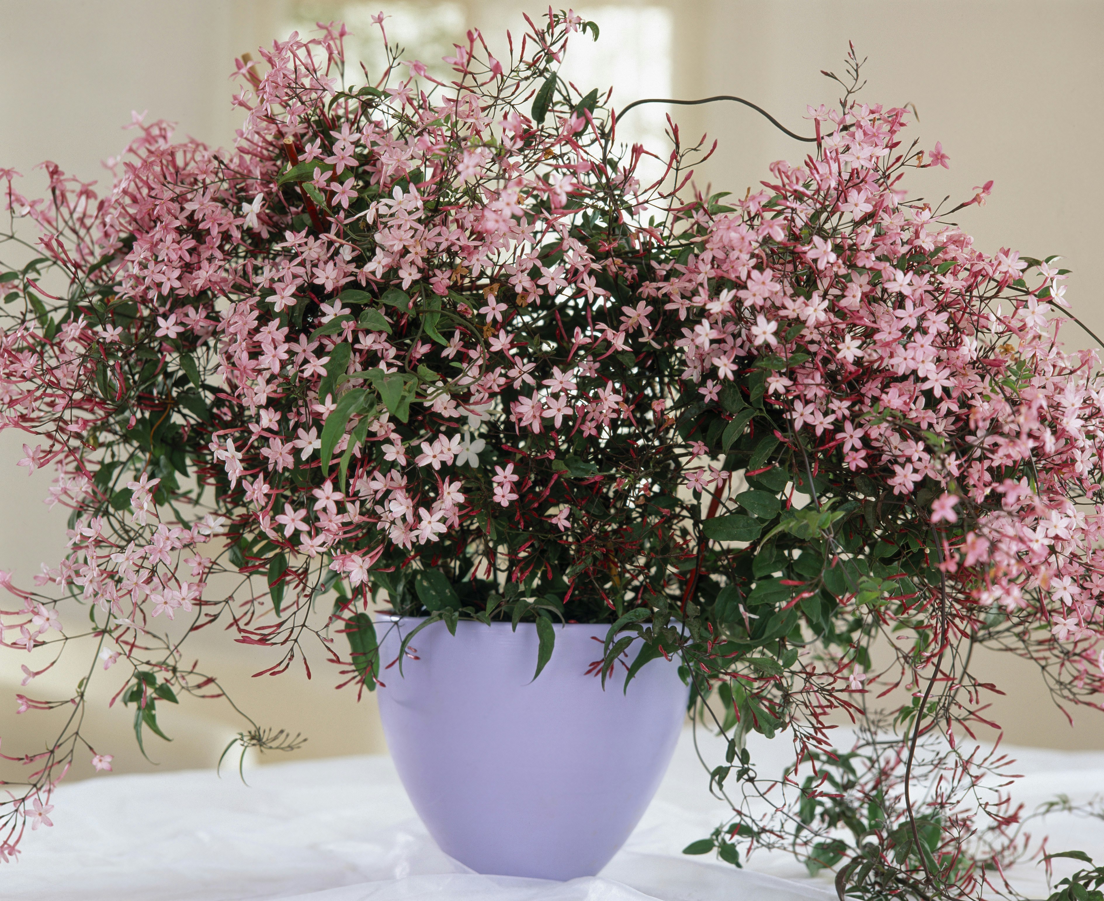 Die Magie der Morgenroutine: So starten Sie voller Energie in den Tag Die Magie der Morgenroutine: So starten Sie voller Energie in den Tag