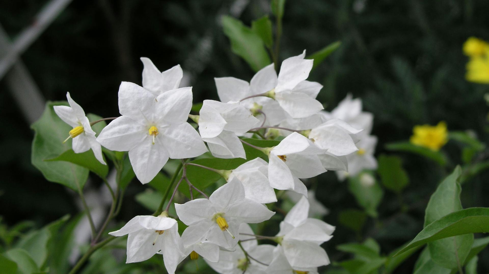 Jasmin Eigenschaften im Überblick OBI