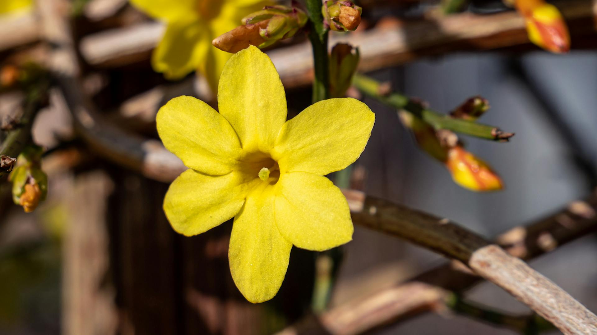 Gelbe Blüten am Jasmin