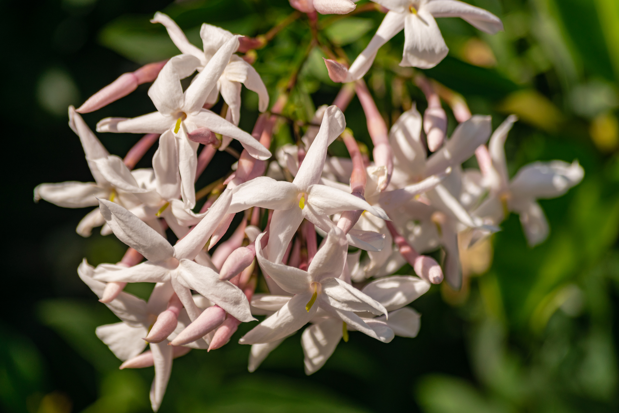 Jasmin Eigenschaften im Überblick OBI