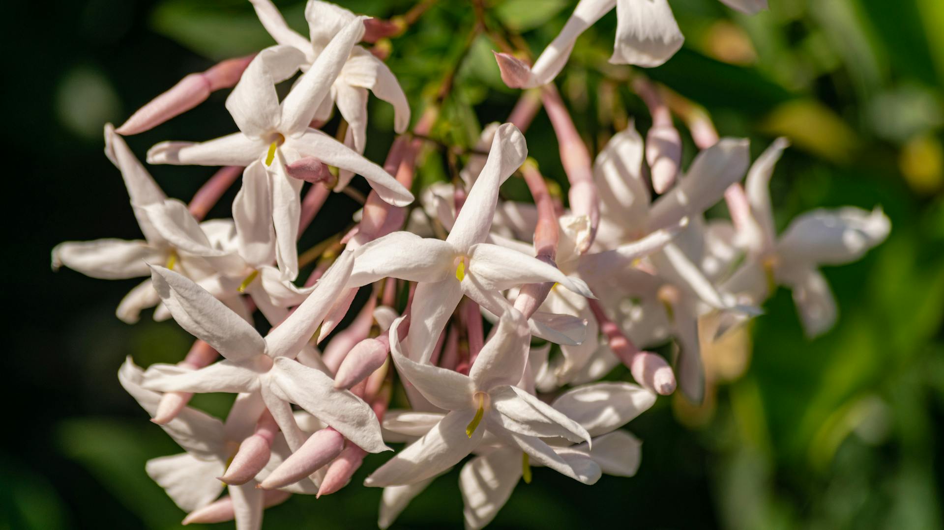 Jasmin mit weißen Blüten