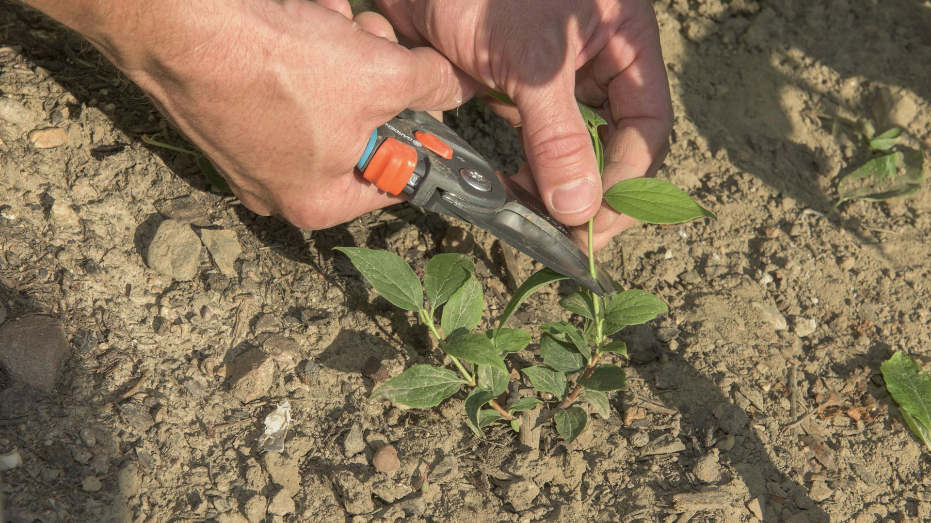 Junge Jasmin-Pflanze wird mit Gartenschere zur Vermehrung abgeschnitten