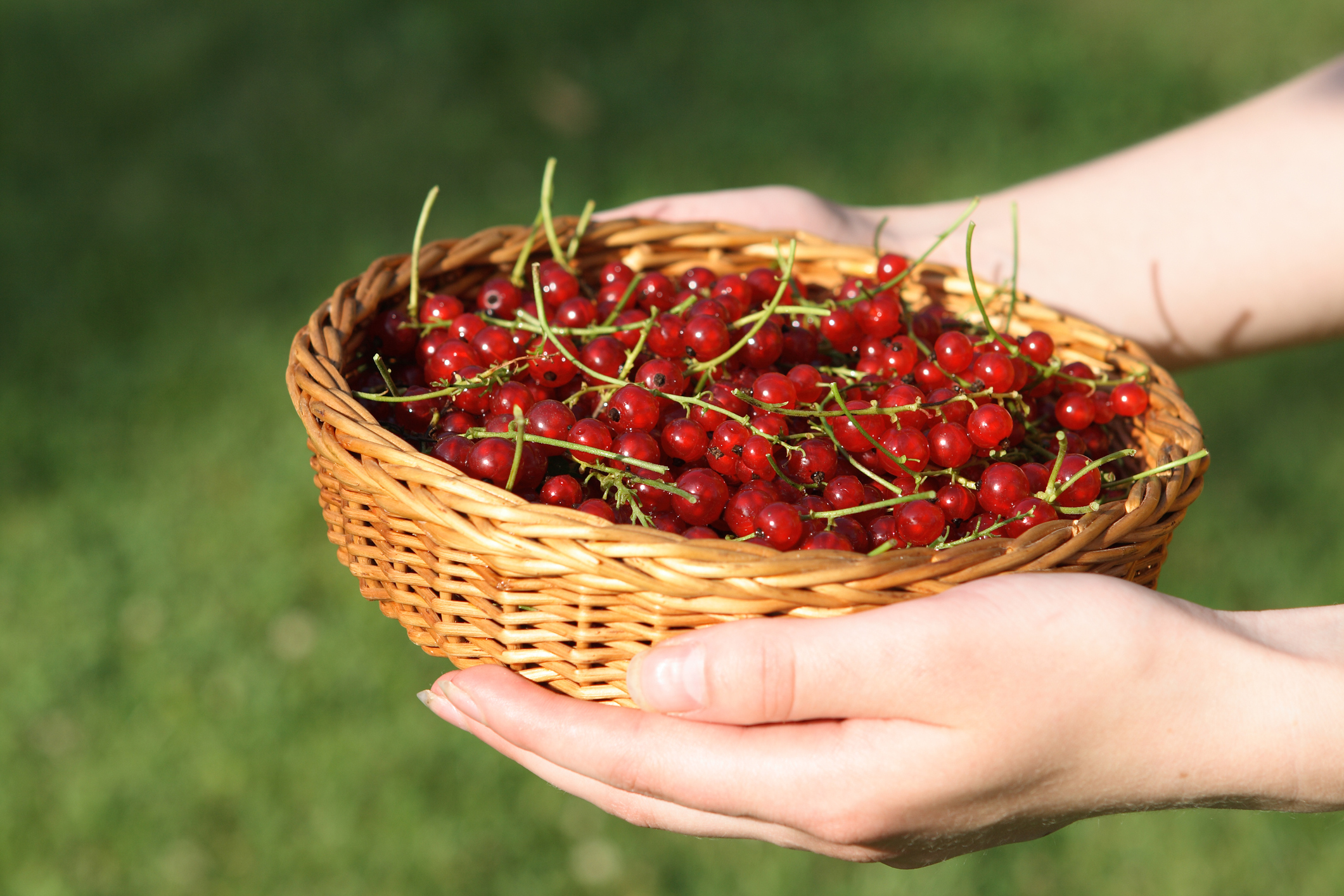 Beeren für den Garten – Übersicht &amp; Pflegetipps | OBI