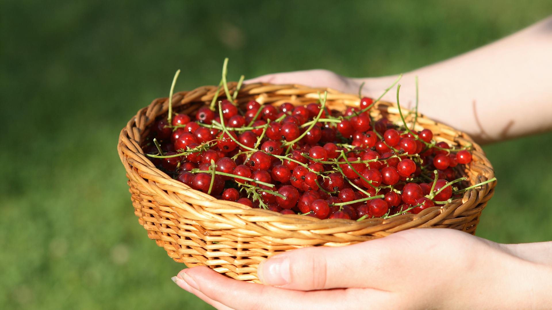 Ein Korb mit roten Johannisbeeren.