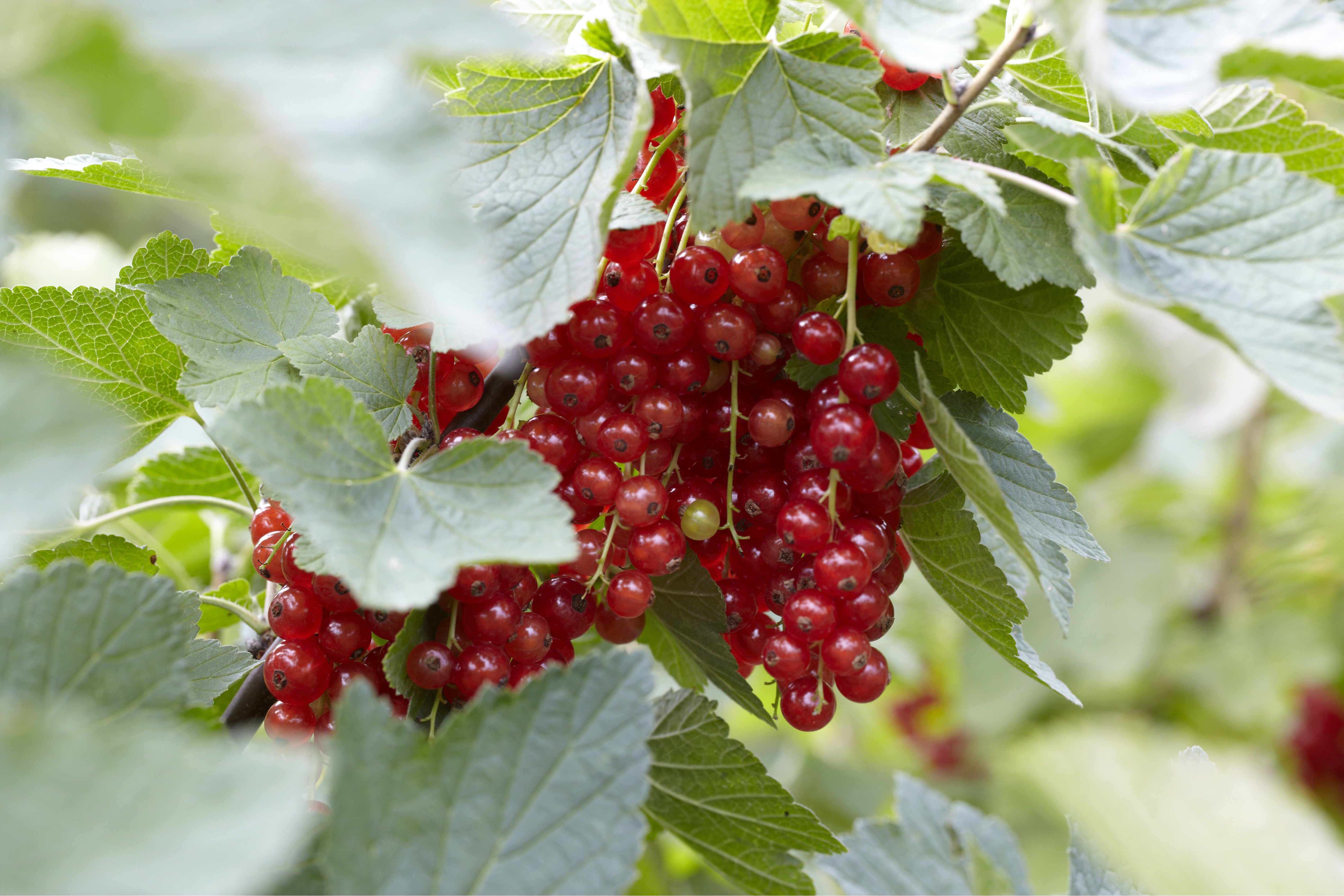 Johannisbeeren: Die besten Sorten für den Garten | OBI