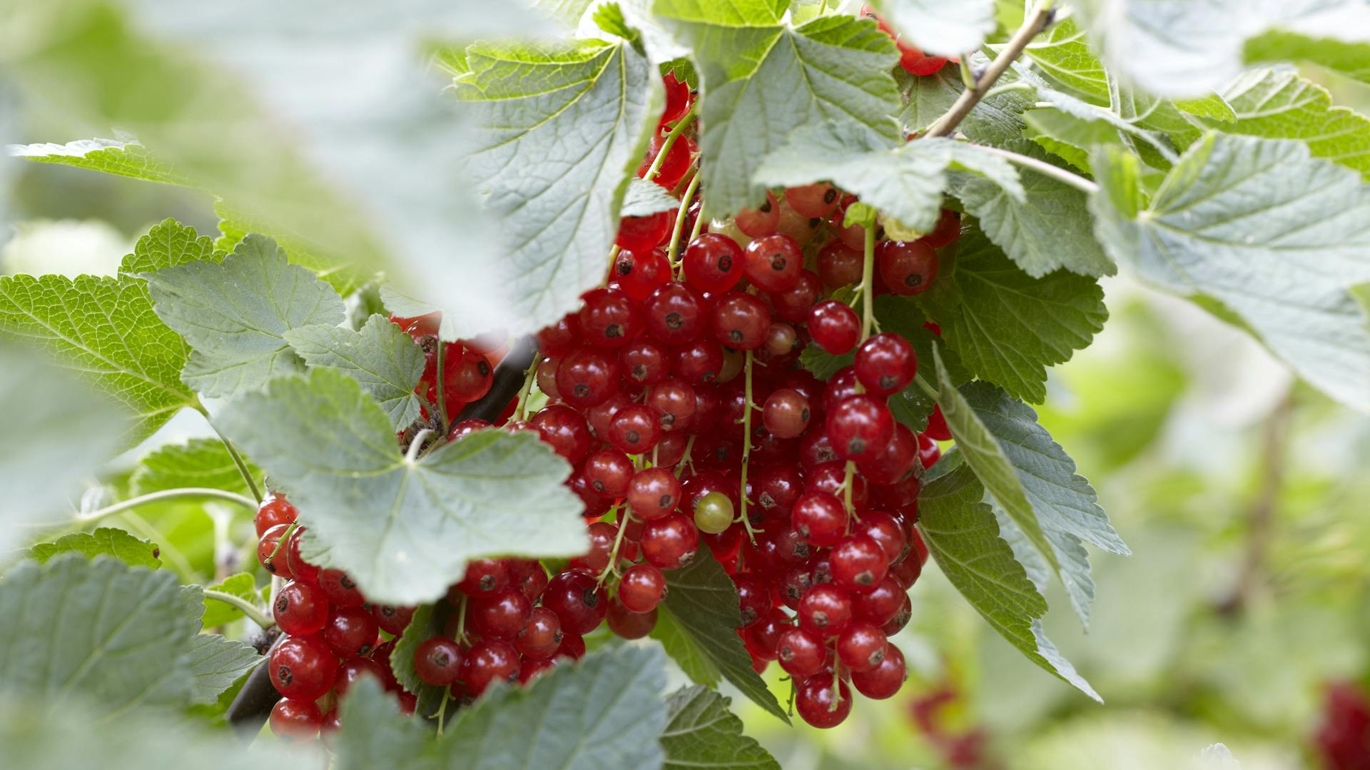 Rote Johannisbeeren hängen an einem Strauch.
