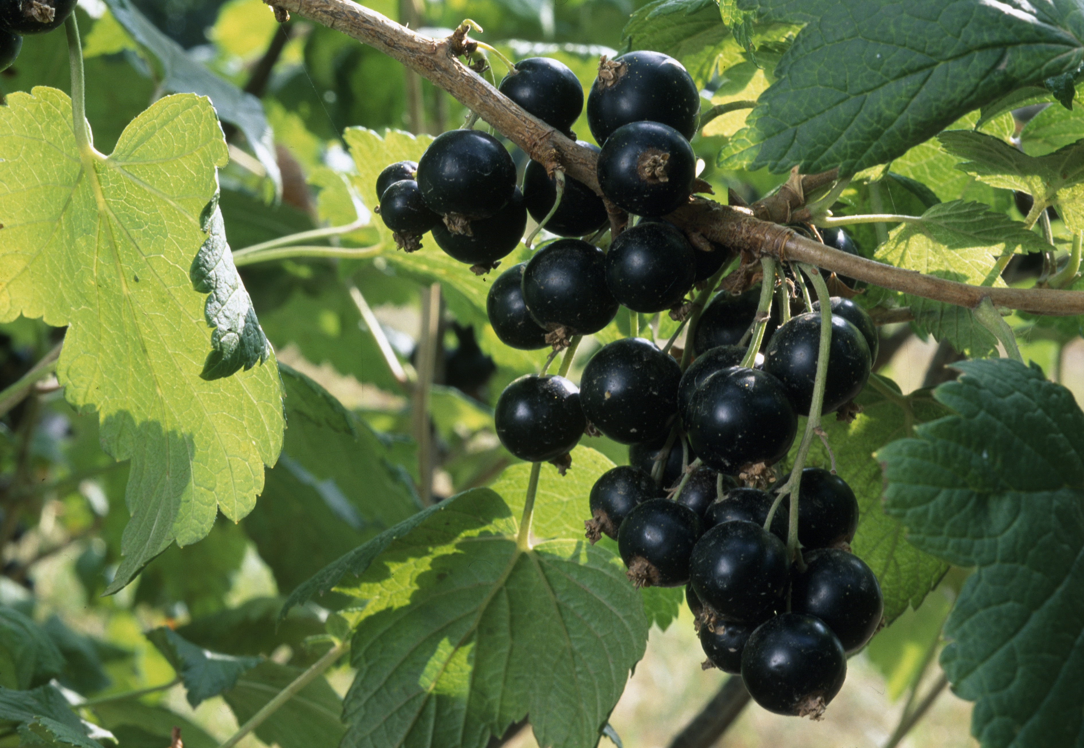 Johannisbeeren Die besten Sorten für den Garten OBI