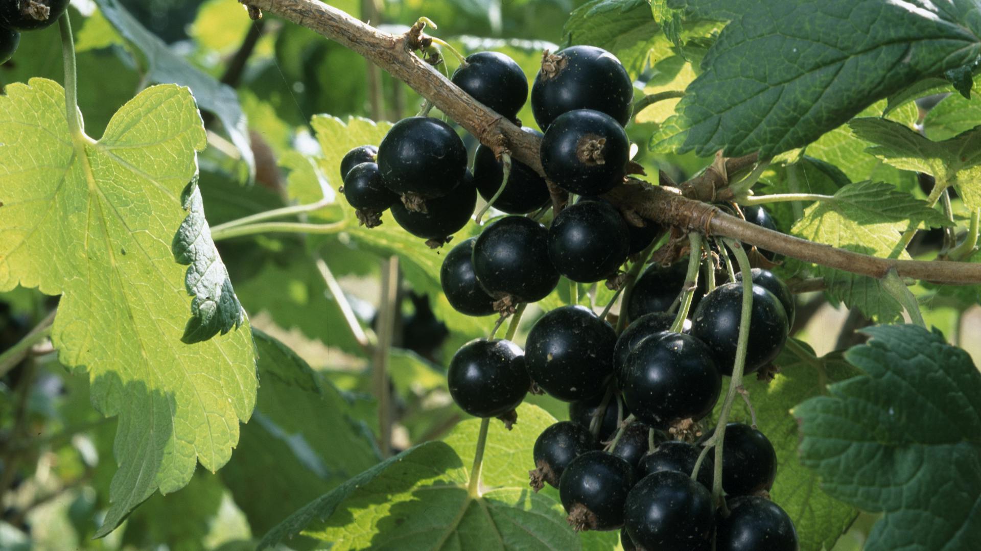 Schwarze Johannisbeeren hängen an einem Strauch.