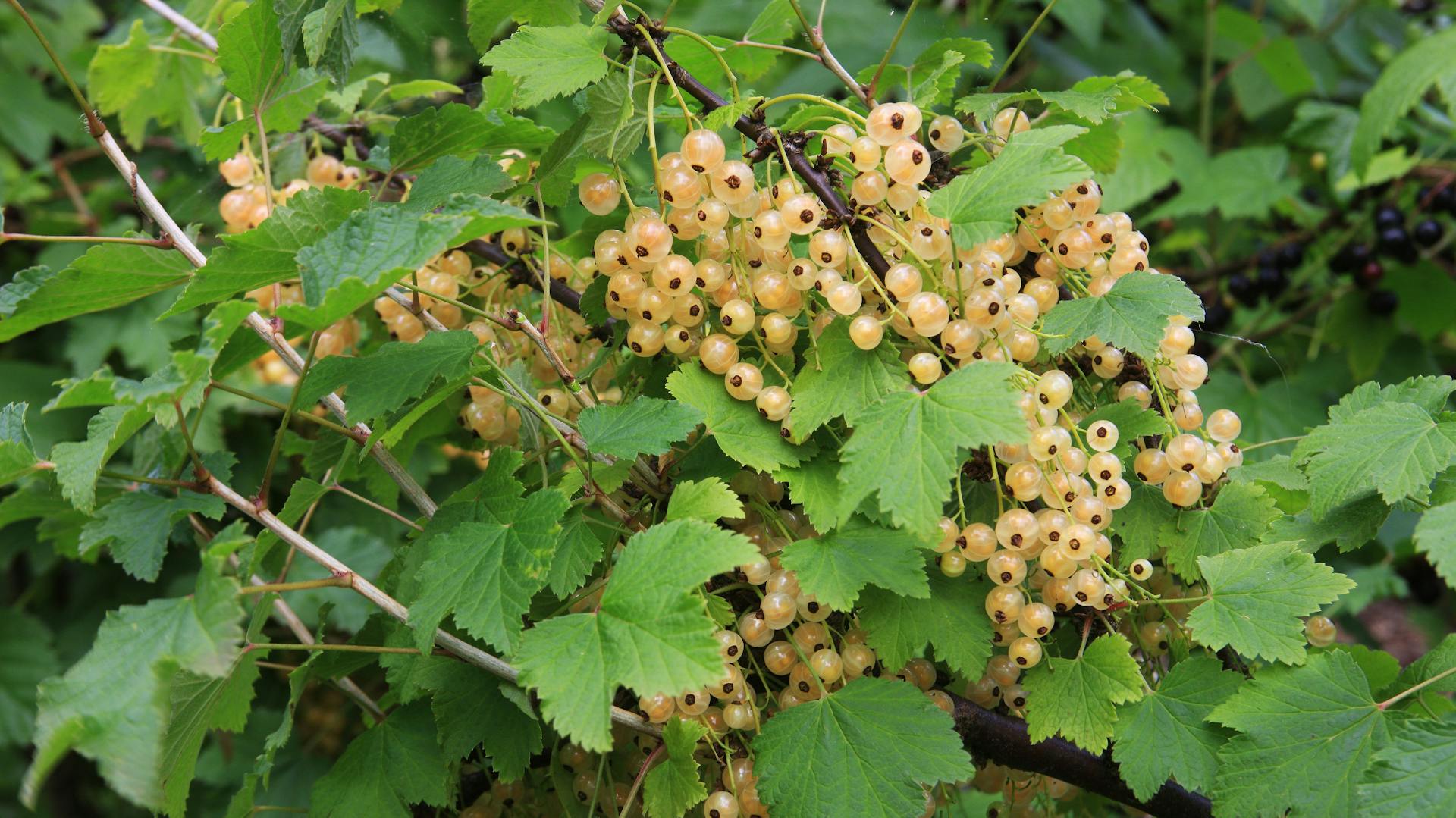 Weiße Johannisbeeren hängen an einem Strauch.