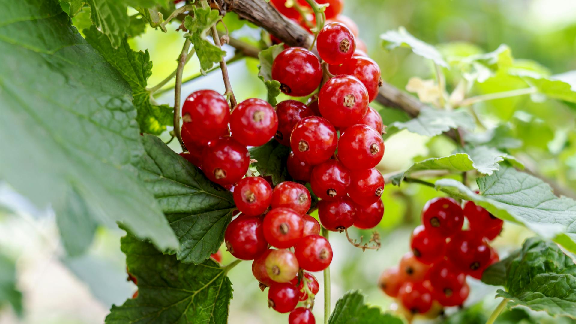 Johannisbeeren vermehren: Anleitung und Tipps | OBI