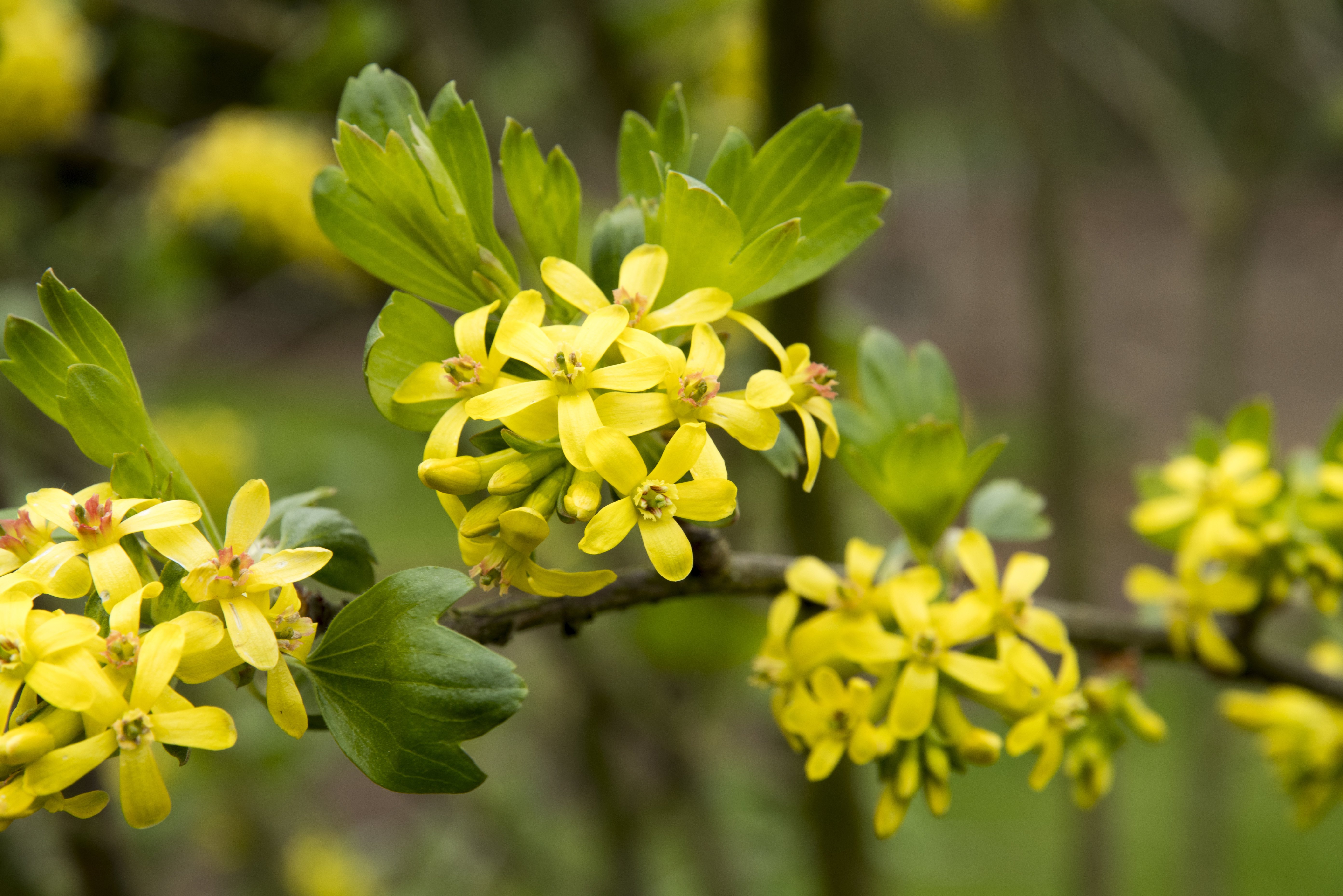 Johannisbeeren vermehren Anleitung und Tipps OBI