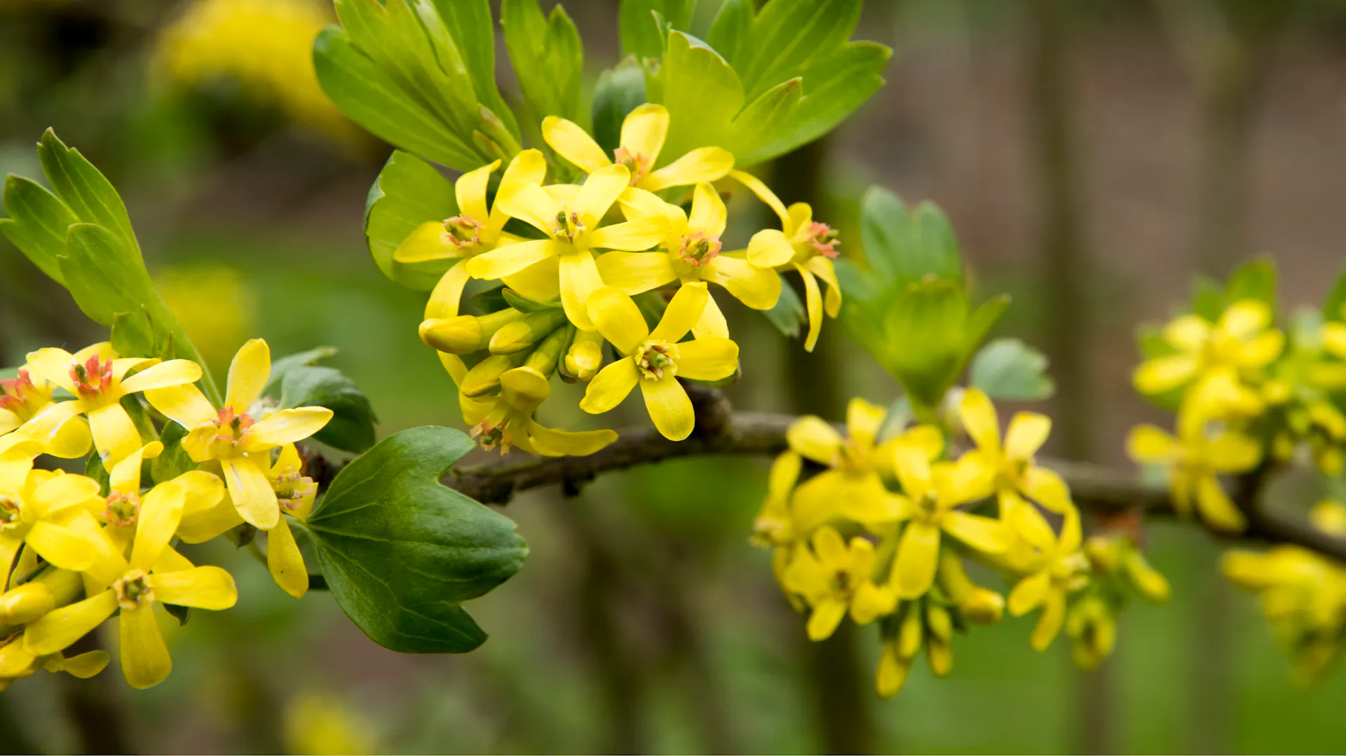 Eine blühende Gold-Johannisbeere.