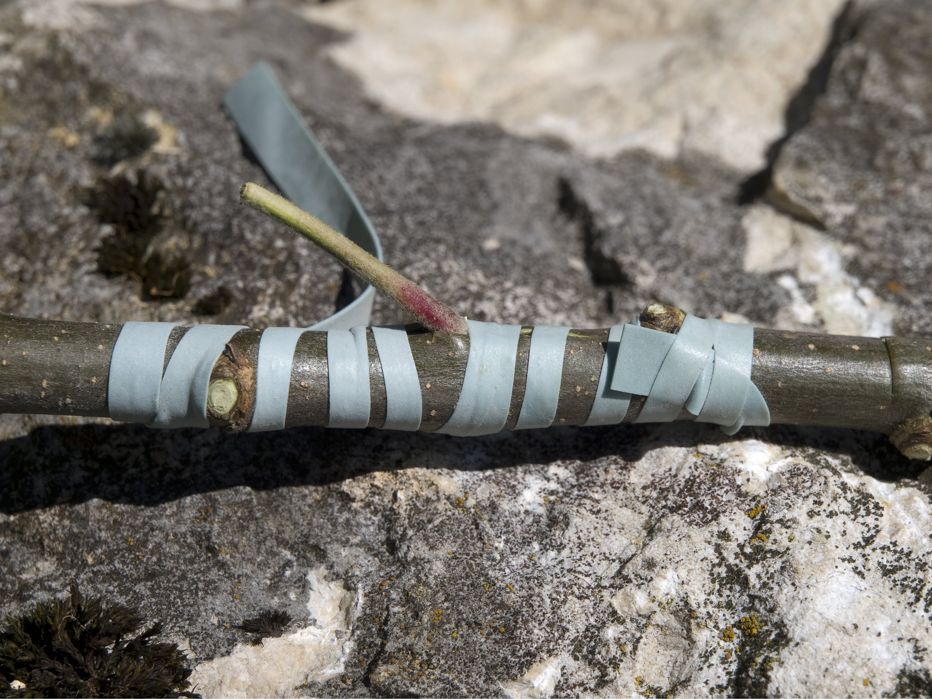 Johannisbeeren vermehren Anleitung und Tipps OBI