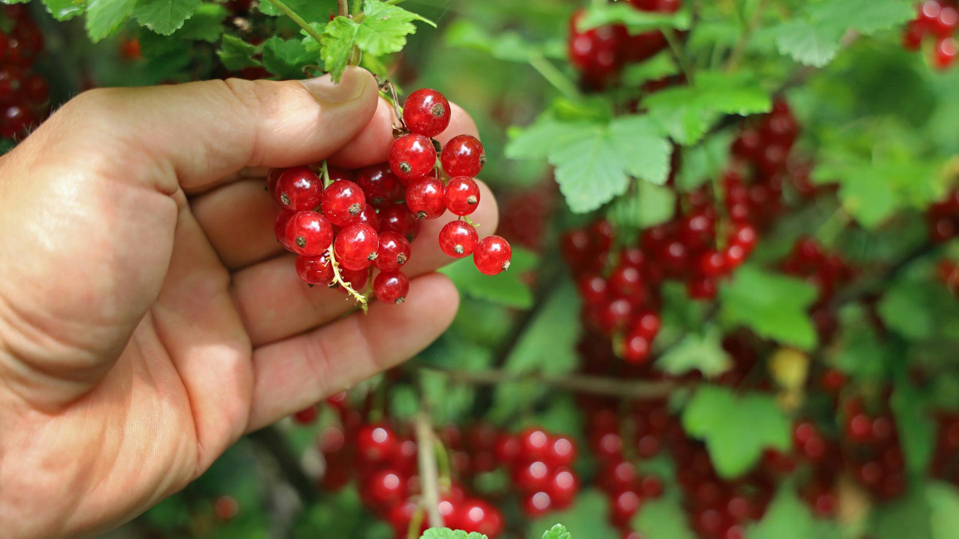 Jemand hält rote Johannisbeeren vom Strauch in der Hand.