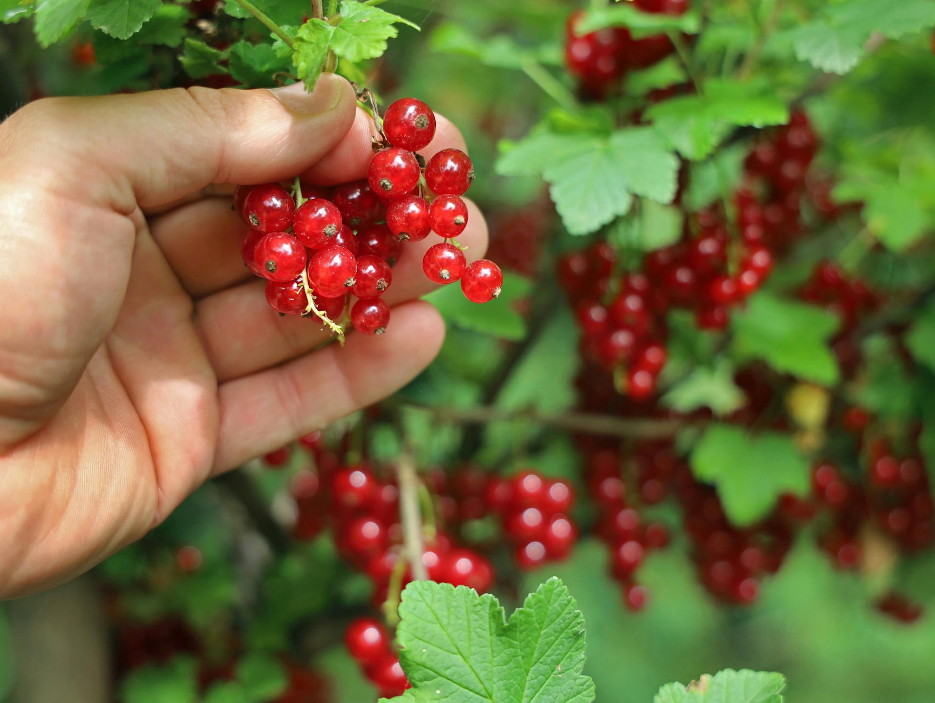 Johannisbeeren an einem Strauch.