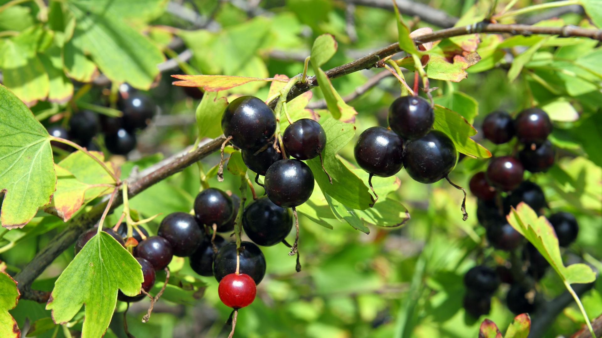 Jostabeeren am Strauch