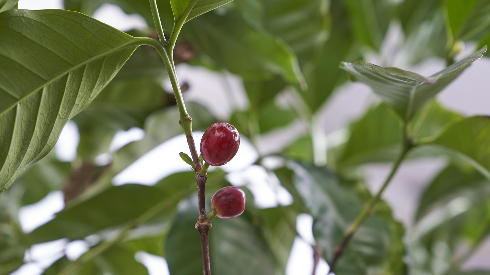 Kaffeepflanze mit Frucht