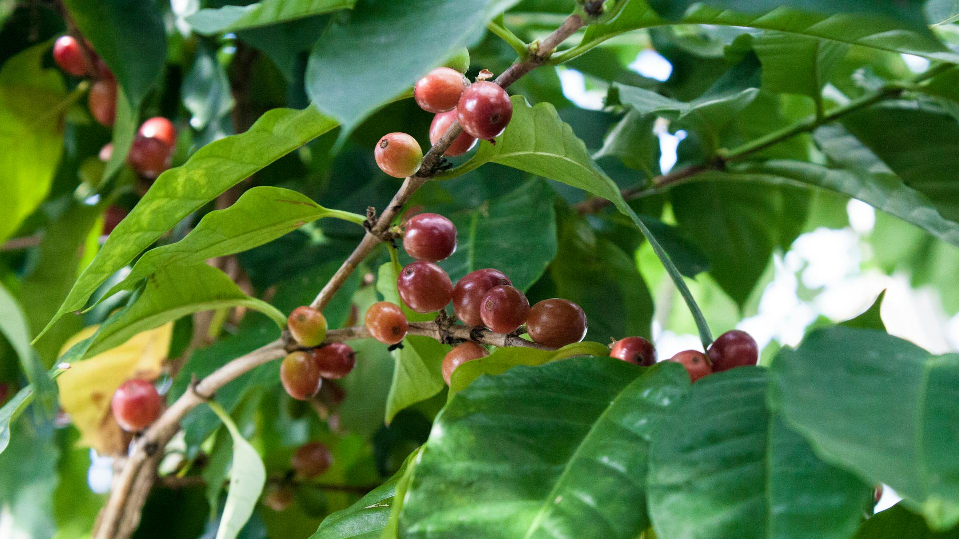 Более 36 600 работ на тему "Green Coffee Beans Pictures": стоковые фото, картинк