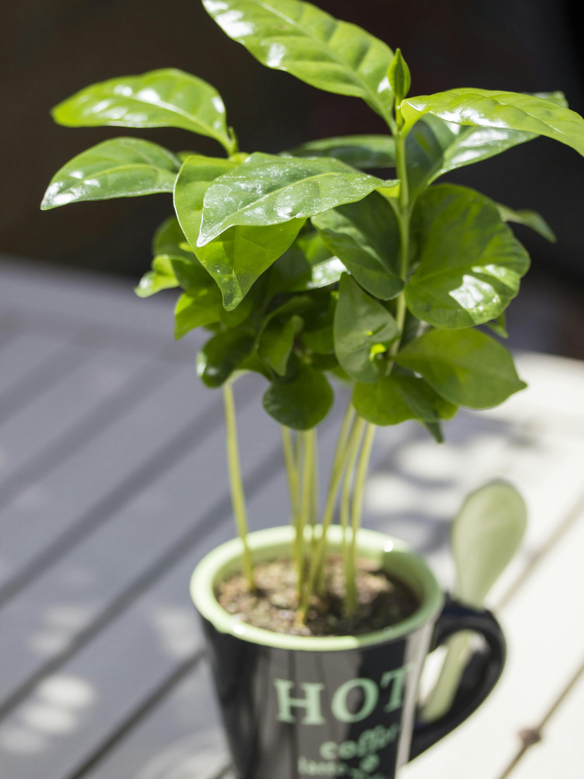 Kaffeepflanze im Becher
