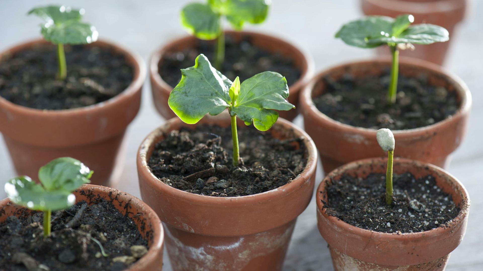 Kaffeepflanzen in Anzuchttöpfen