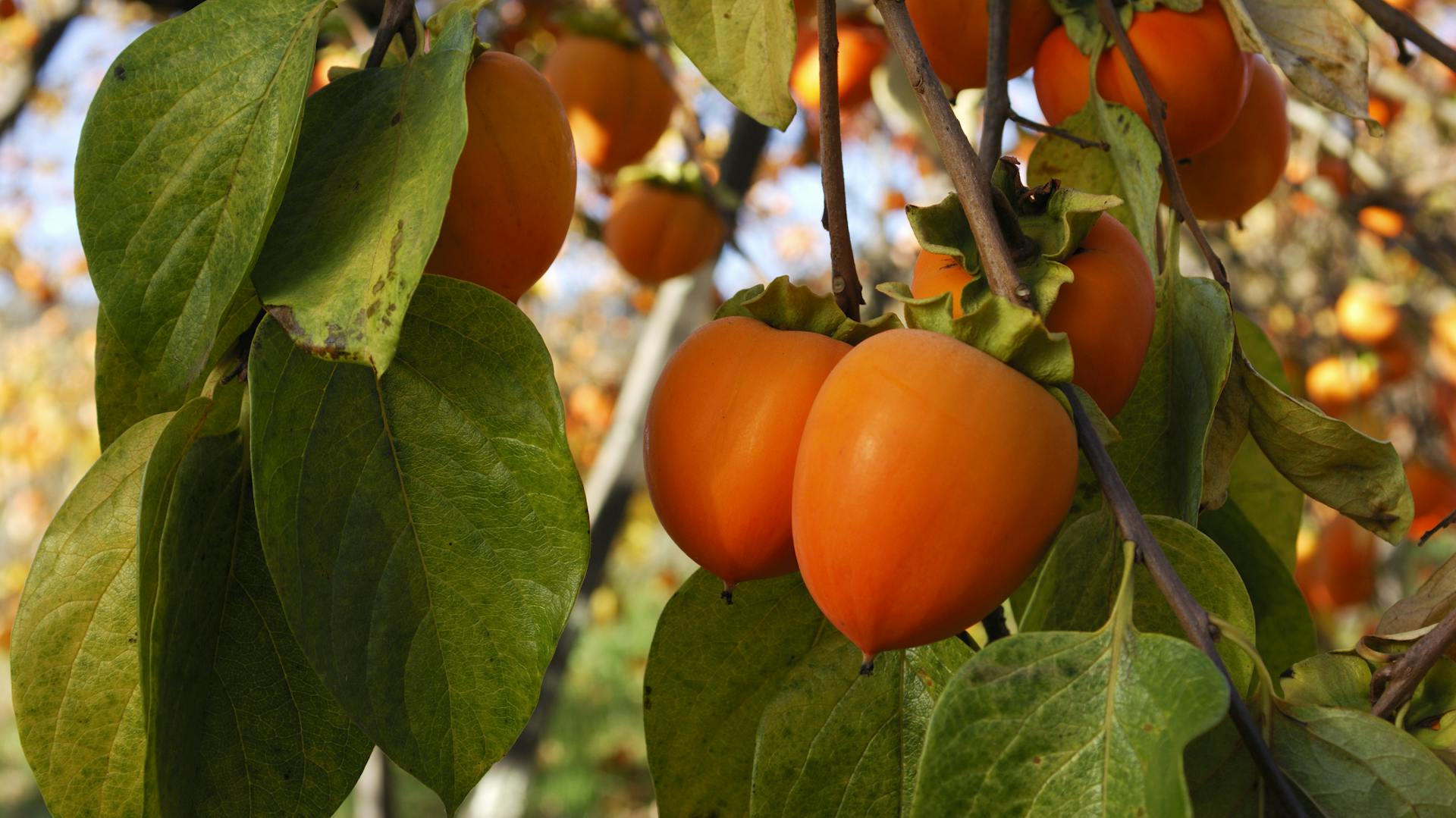 Kakis hängen an einem Baum.