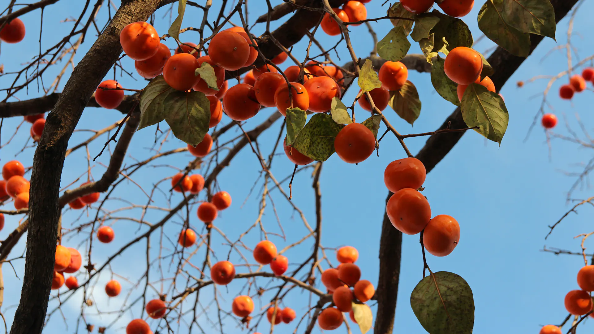 Kakifrüchte hängen an einem Baum.