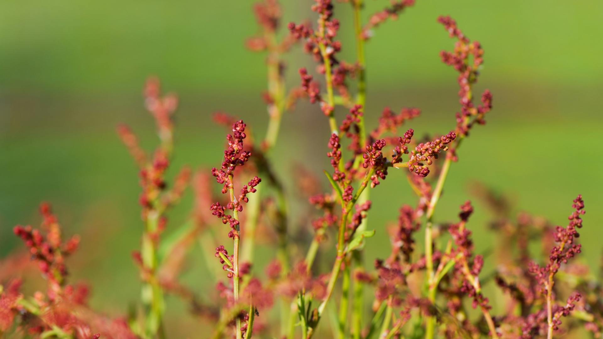 Sauerampfer im Garten