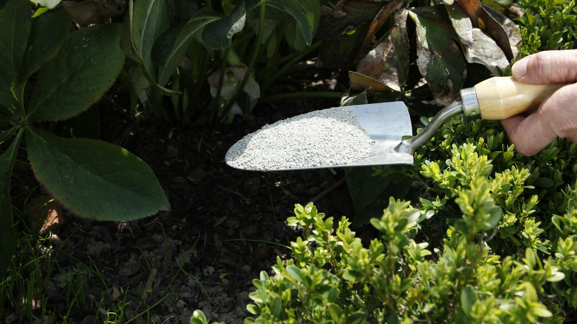 Helleborus mit Algenkalk düngen