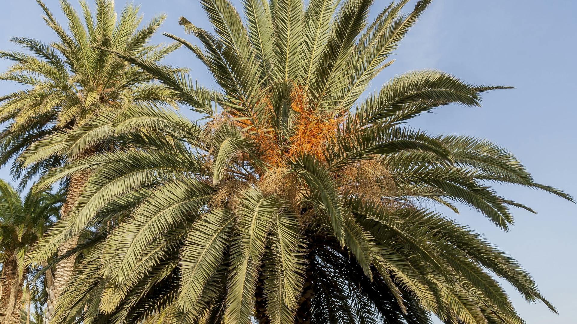 Krone der großen Kanarischen Dattelpalme