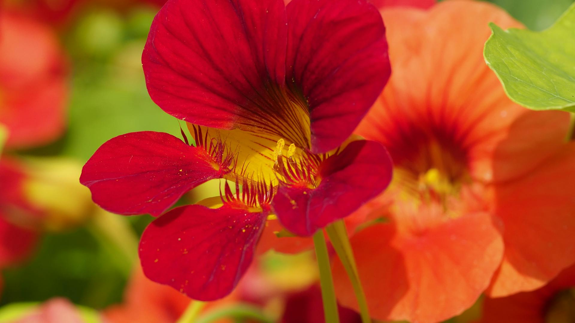 Dunkelrote und orangefarbene Blüte der Kapuzinerkresse.