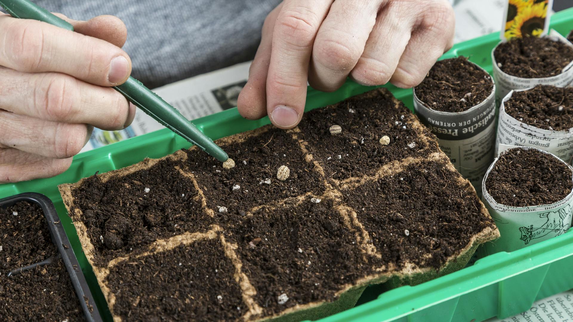 Eine Person sät Samen der Großen Kapuzinerkresse in kleine Anzuchttöpfen.