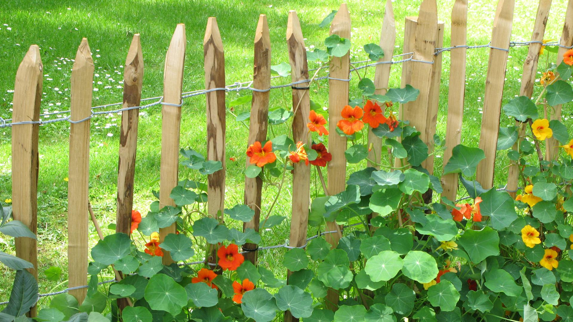 Kapuzinerkresse wächst an einem Zaun hoch.