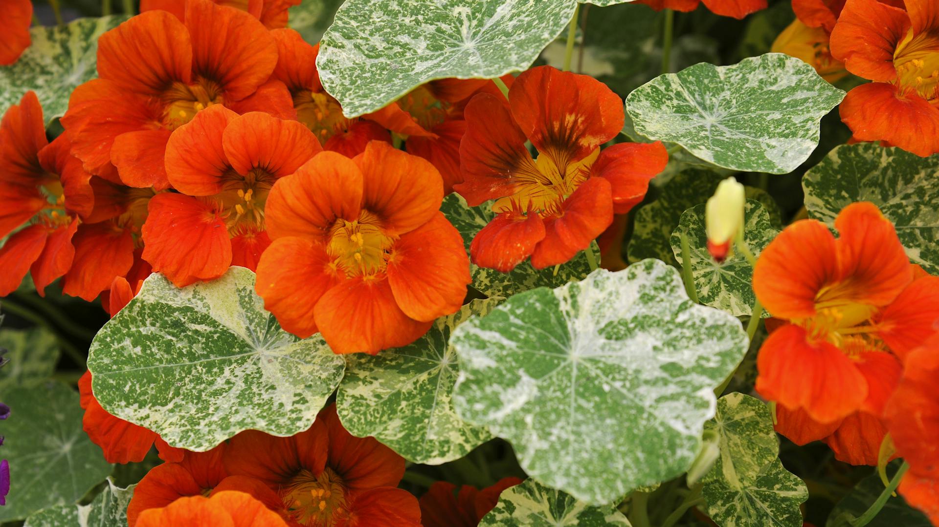 Kapuzinerkresse der Sorte „Tom Thumb“