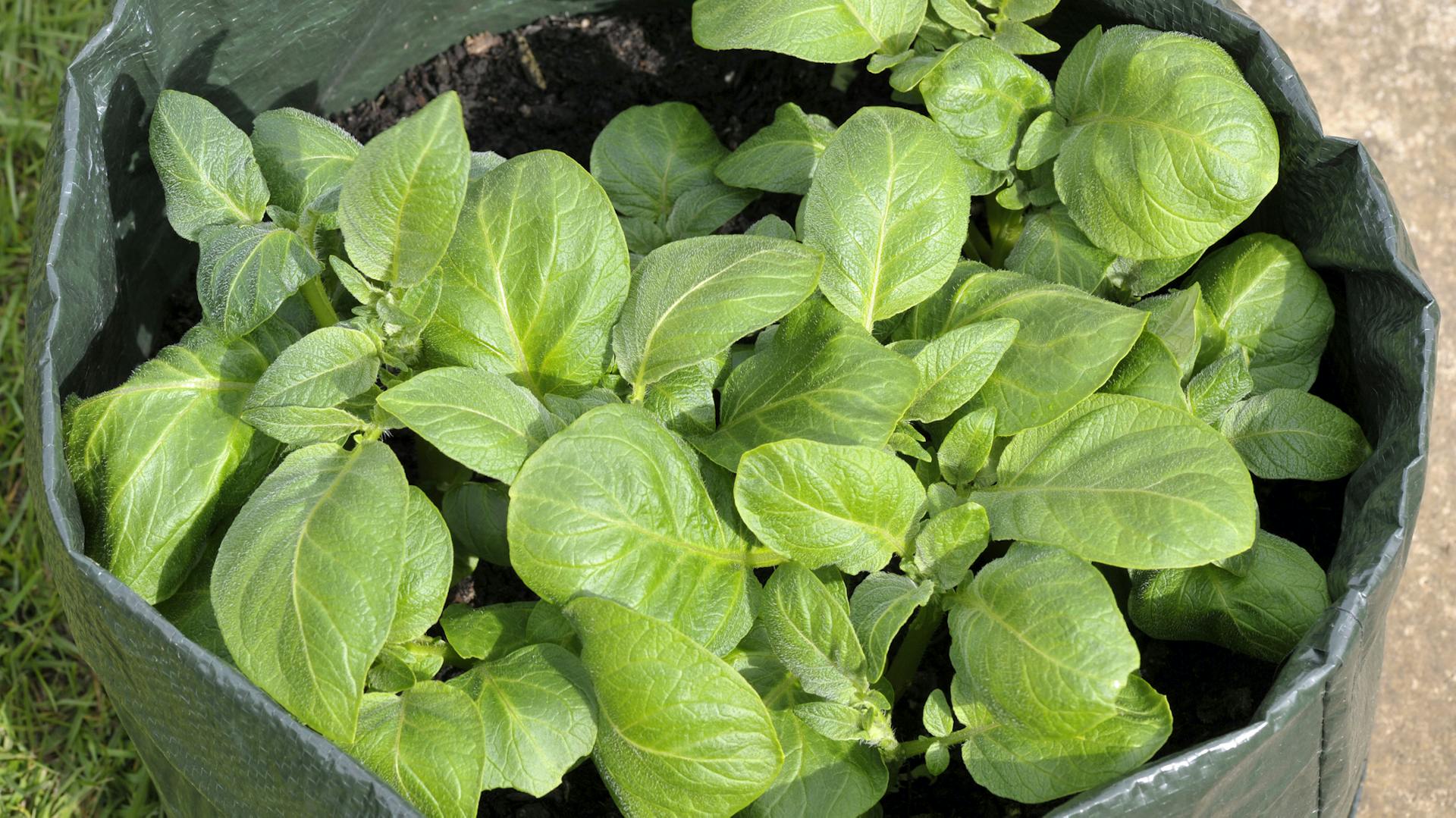 Kartoffeln im Pflanzsack