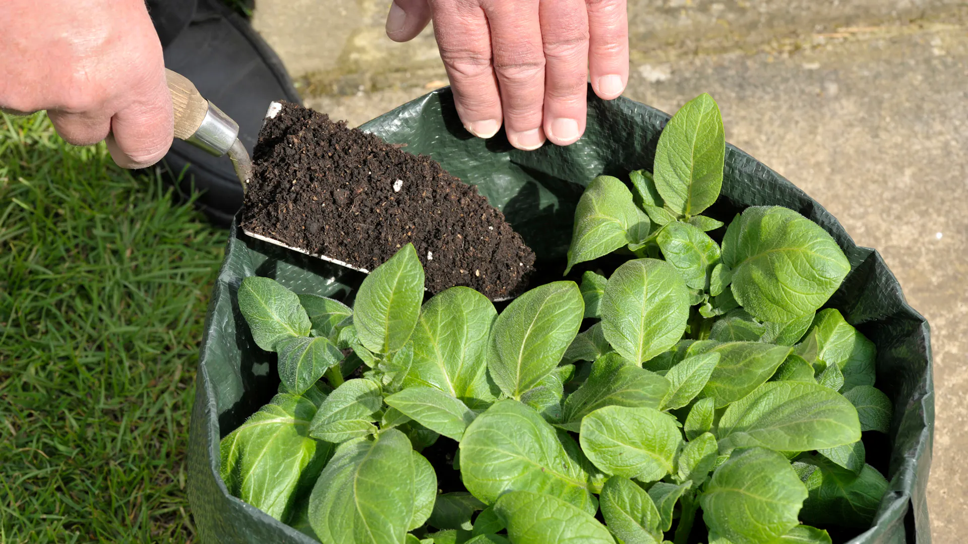 Erde für die Kartoffeln im Pflanzsack