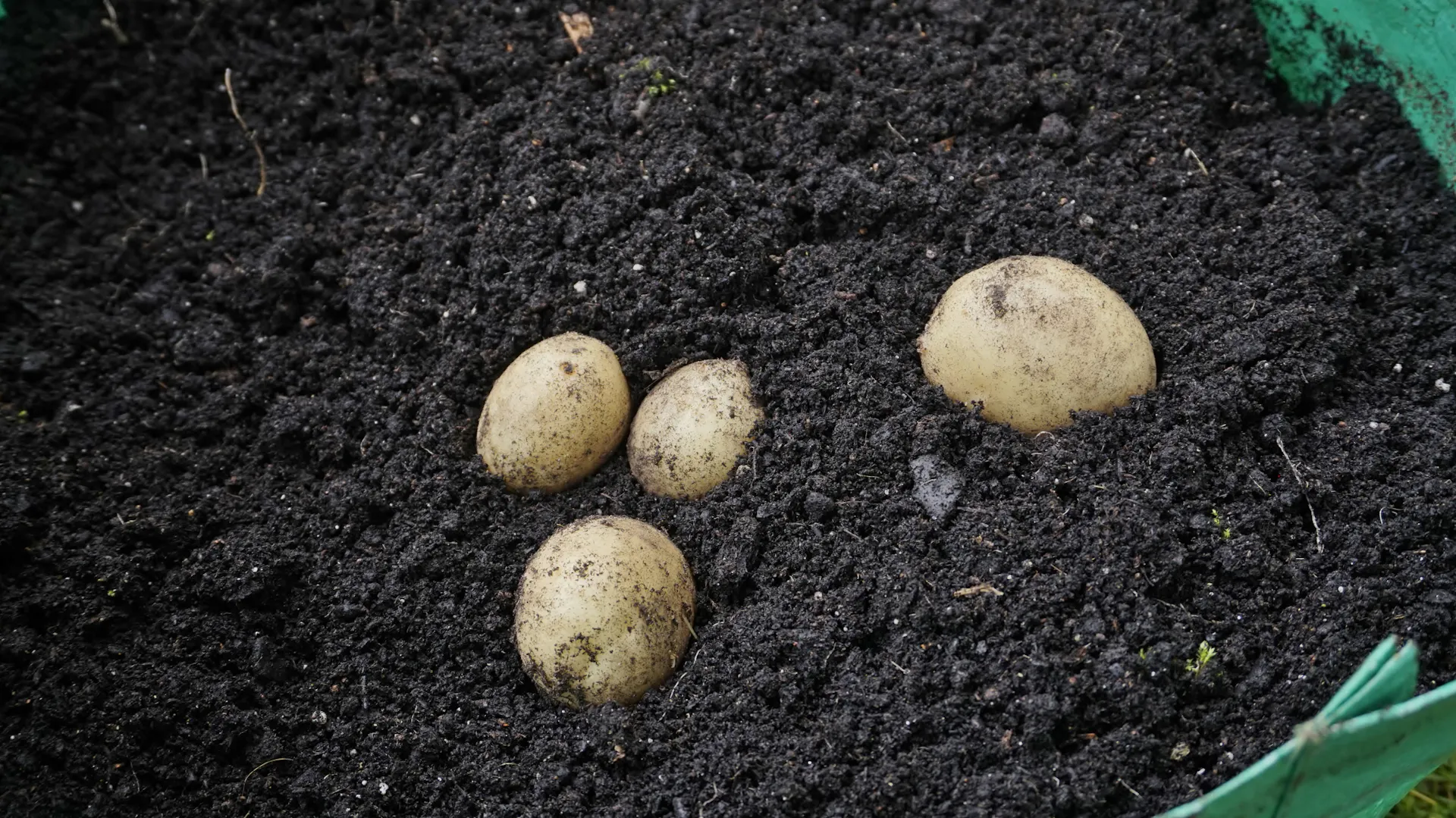 Pflanzkartoffeln im Pflanzsack