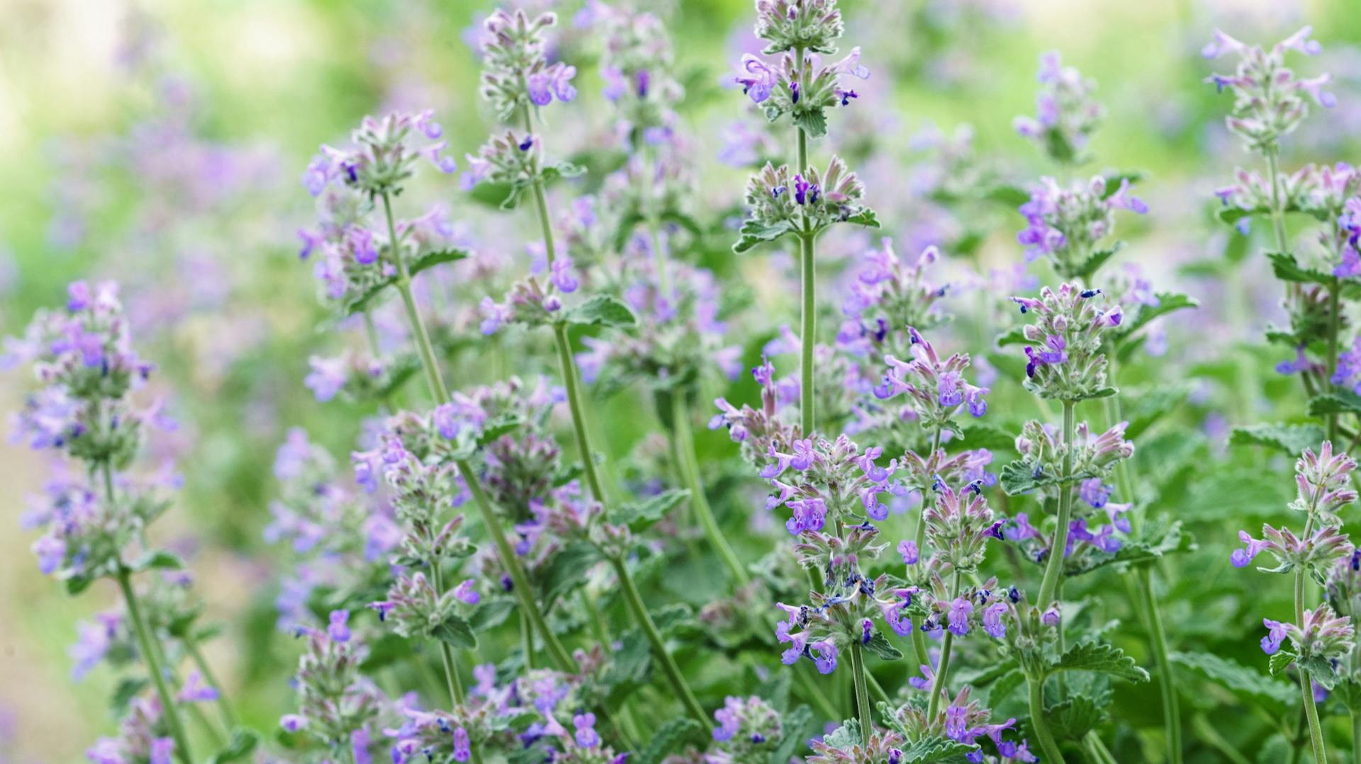 Blüten an den Stängeln der Katzenminze.